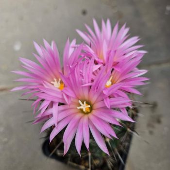 Coryphantha magentae - Lau 1244